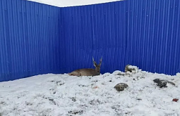 ������ ���� �� ���������� ������ � �������� �������