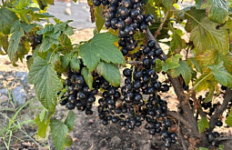 В Бурятии учёные вывели новый сорт смородины с рекордным содержанием витамина С