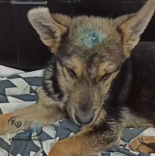 В Иркутске с остановки спасли щенка с пробитой головой