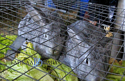 ����-������ ������� ������ ������� �� ����� ��� �������� 