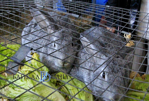 ����-������ ������� ������ ������� �� ����� ��� �������� 