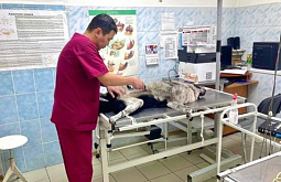 В Улан-Удэ продолжается бесплатная стерилизация собак