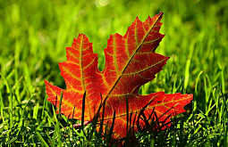 � ����-��� ������� ����� ������� ������