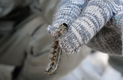 В 4 лесничествах Бурятии выявили новые очаги сибирского шелкопряда