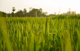 ������� ������� ������� ��������� �� 20 �� �����