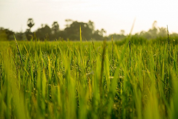 ������� ������� ������� ��������� �� 20 �� �����