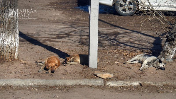 � ����-��� ������� ������ �� �������� �����