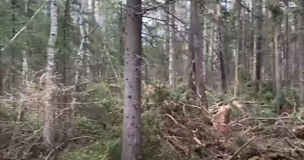 � ��������� ������� ���� ��������������� ���� ��������� ����� � 955 ��� 