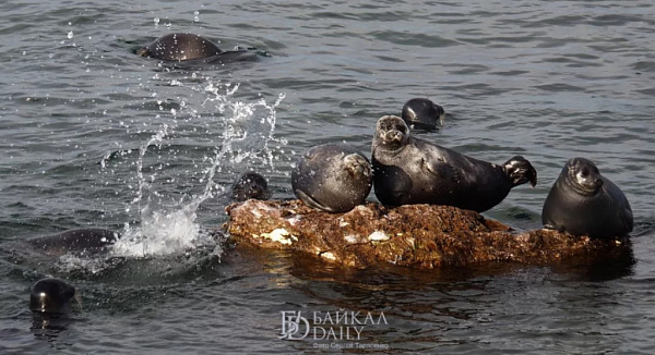 � ������� ��������� ������ ����� ������ 