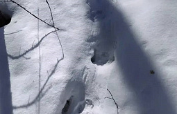 � ����� ������� ������������ ���������� ������