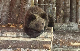 ����������� ����������-�������� ��������� � ����� �� ��������� ������