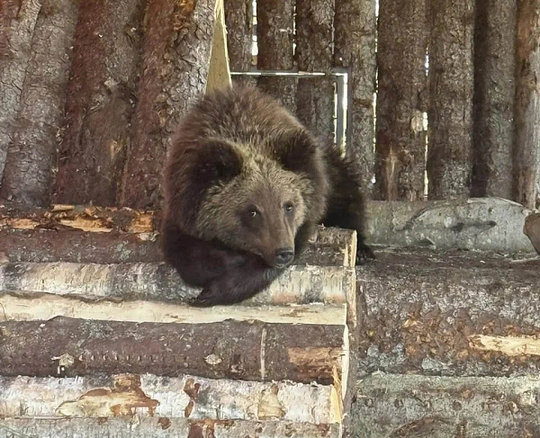 ����������� ����������-�������� ��������� � ����� �� ��������� ������