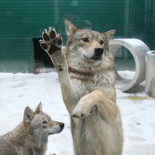 В Иркутской зоогалерее показали подросших волчат 