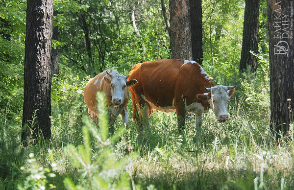 � ������� �������� ����� �� ���������� ������� ����� 