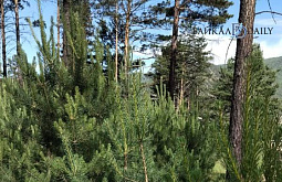 ������� ������� ������������ ����� 80 ���� �������� �����