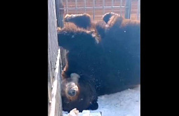 В Этнографическом музее в Улан-Удэ медведи вышли из спячки 