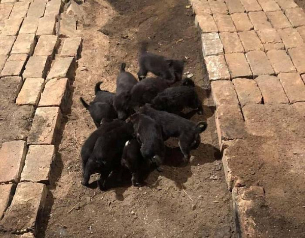 В Улан-Удэ выбросили на улицу 20 щенков за одни сутки