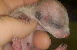 � ��������� ���������� ���� ��������� ��������