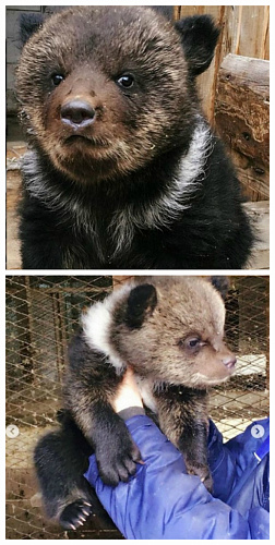 ��������������� ����� � ����-��� ������� ����������� ��������