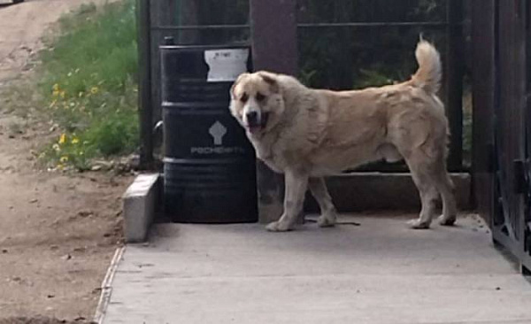 В Бурятии пострадавший от алабая мужчина защищал пенсионерку