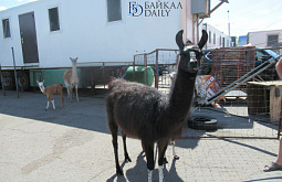 ���������� � ����-��� ���� � ����� � ����������� ��������� 