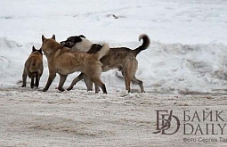 В Иркутске бездомная собака напала на двухлетнюю малышку