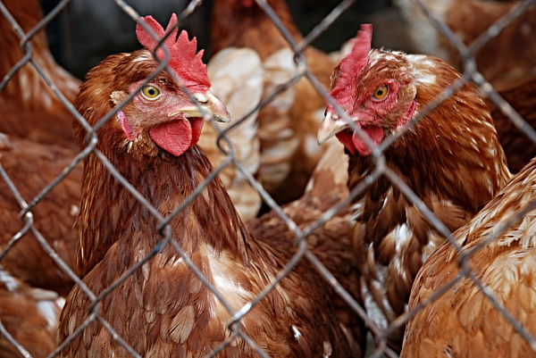 Для профилактики птичьего гриппа в Бурятии пересчитают домашних пернатых 