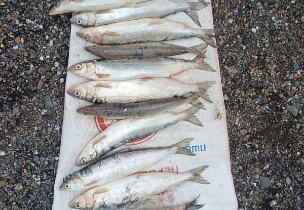 � ������� �������� ����� ��������� ����� ��� ���