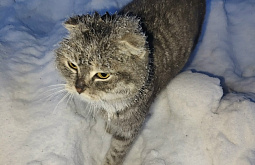 � ����-��� ������ ������ ������ ������� ��������� �����