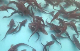 � ������ ��������� 75 ����� ������� ������������� ����