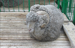 � ������� �������� ������� ����