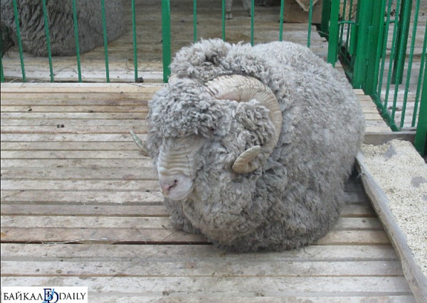 � ������� �������� ������� ����