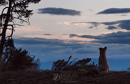 ��������� ����������� ������� ������� (������������) 