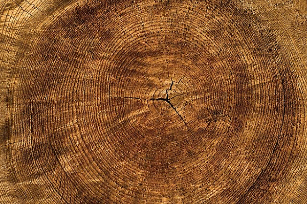 В Бурятии в древесине лесозаготовителей нашли личинки вредителя