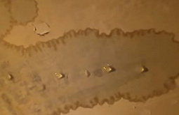 � �������� ����-������ ����� ����� ��������� ������� � �������� �������