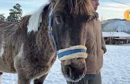 В Улан-Удэ конному двору подарили жеребца 