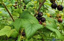 ��������� ������ ������ ������������� ���� ������ ���������