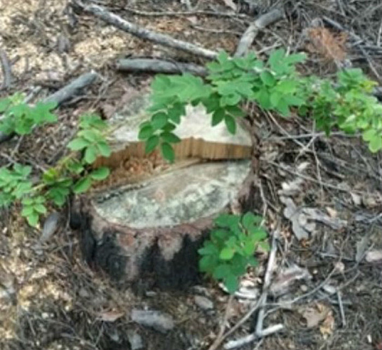 ���������� �����������, ��������� � ���� ������, ������ �����������