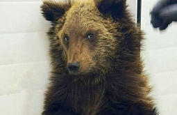 ��������� ���������� ������������ ��������� ������ ����������