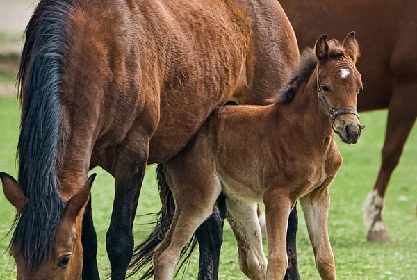 ������ ������� ���� �������� 