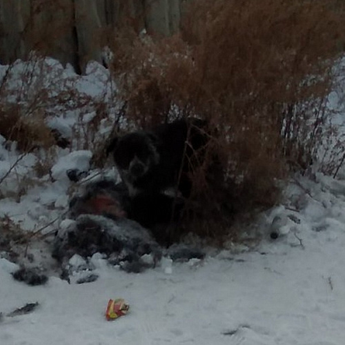 Улан-удэнцев ужаснул снимок собаки, поедающей мёртвого сородича 