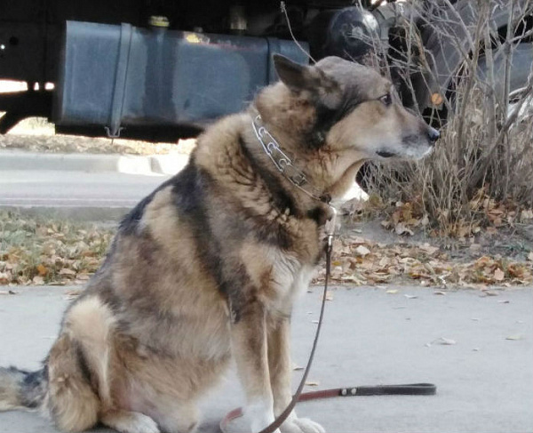 В Улан-Удэ собака погибшей в ДТП женщины ждёт хозяйку