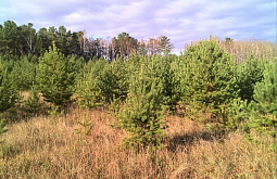 � ������� �������� �������������� ������� ���������������