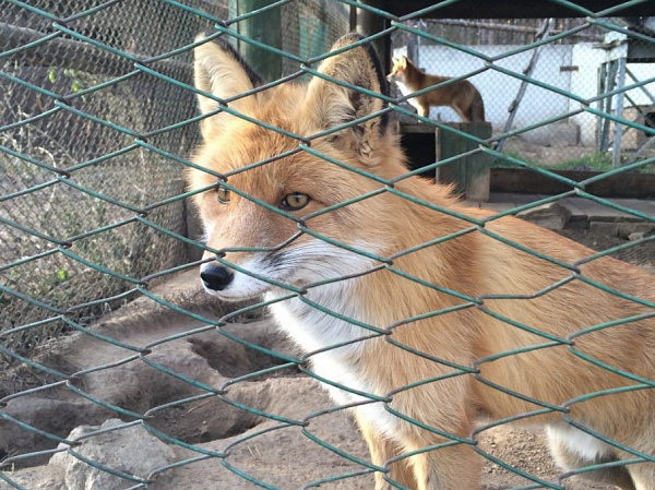 ����� �� ���������������� ����� ������� ���������� �� ������ ��������