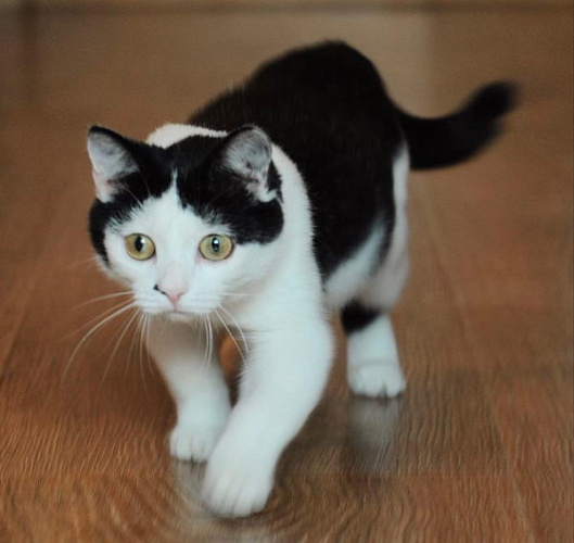 � ����-��� ���� ����� ��� ����������� ���� 