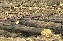 � ����-��� ����������� ���������������� 