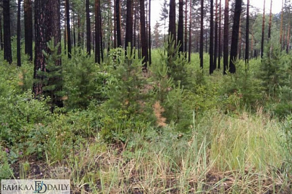 � ������� ��� ������ �������