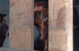 35 бычков без документов не смогли уехать из одного района Бурятии в другой